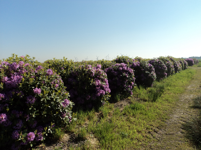 Catawbiense Grandiflorum Haag van wintergroene rhododendrons