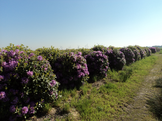 Haag van wintergroene rhododendrons