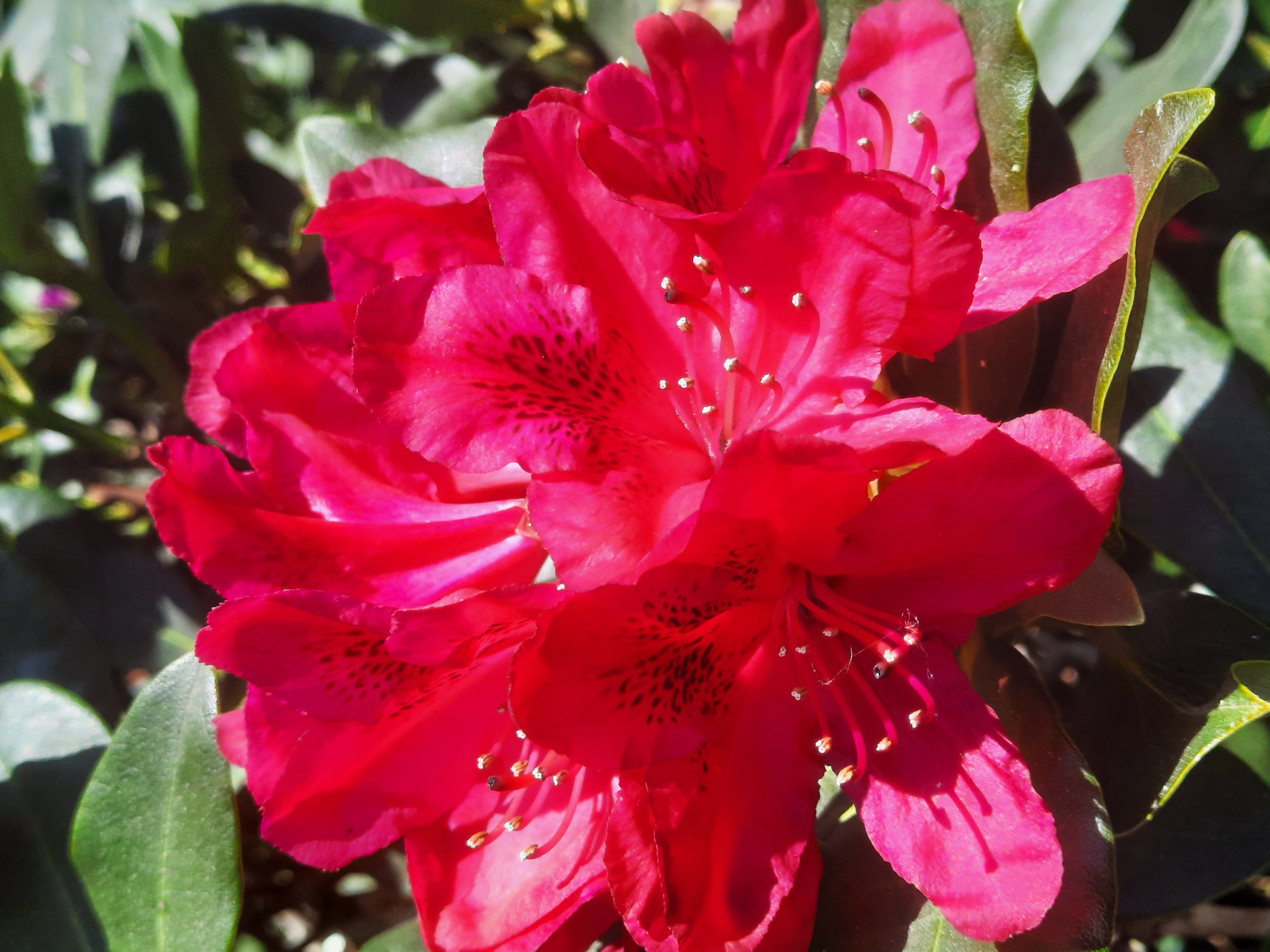 Haag van paarse rhododendrons