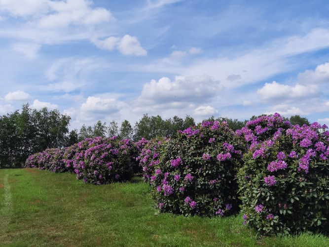 Fastuosum Plenum Roseum Elegans Rhododendron
