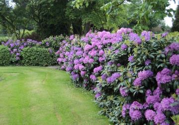 Roseum Elegans Rhododendron