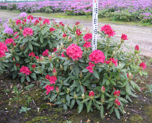 Rhododendron kopen