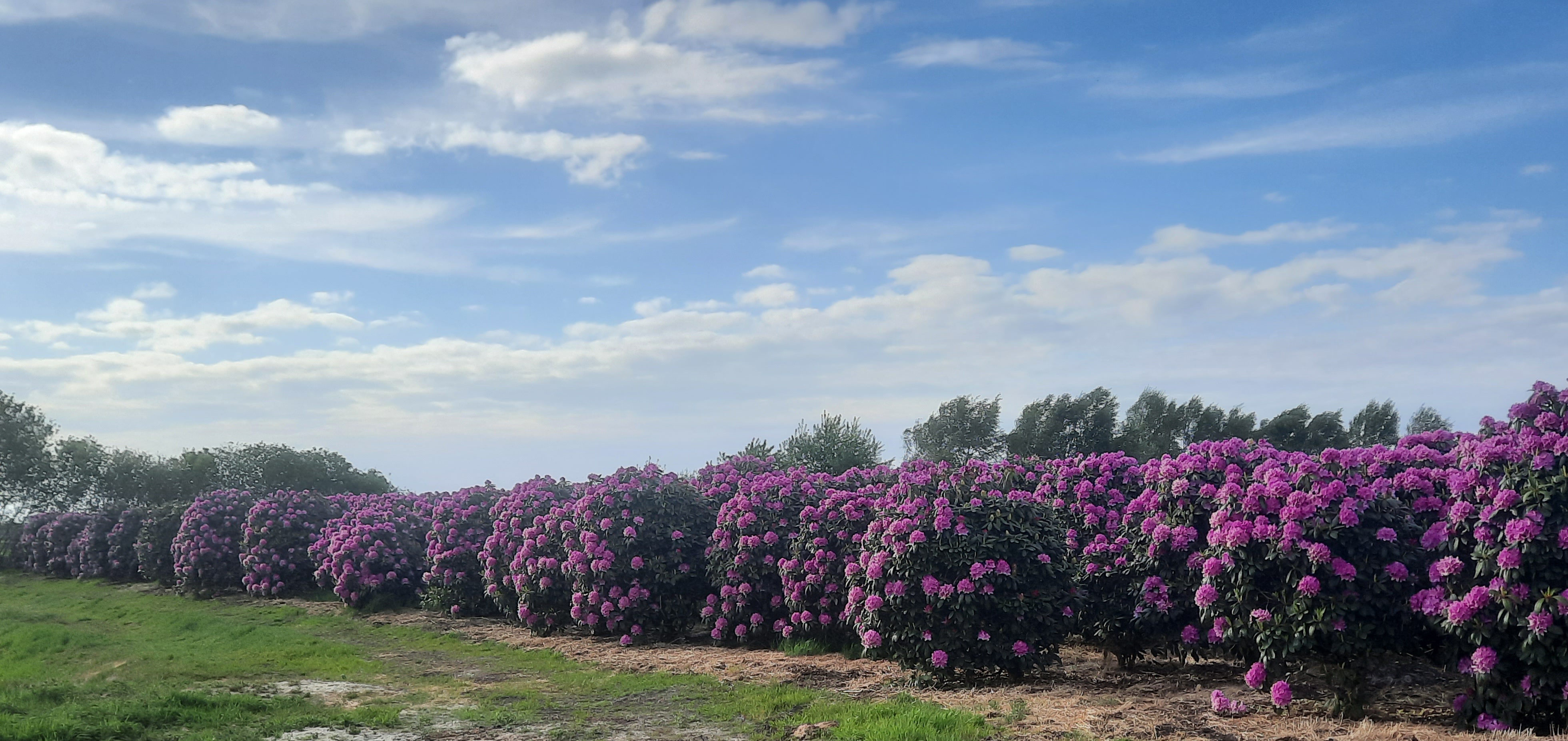 Grote rhododendrons, grote solitairen