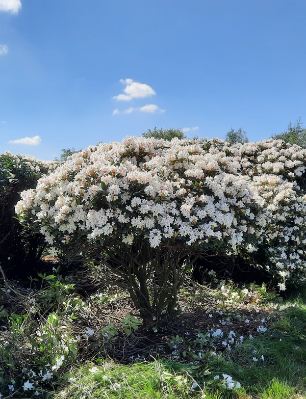 Grote rhododendrons, grote solitairen