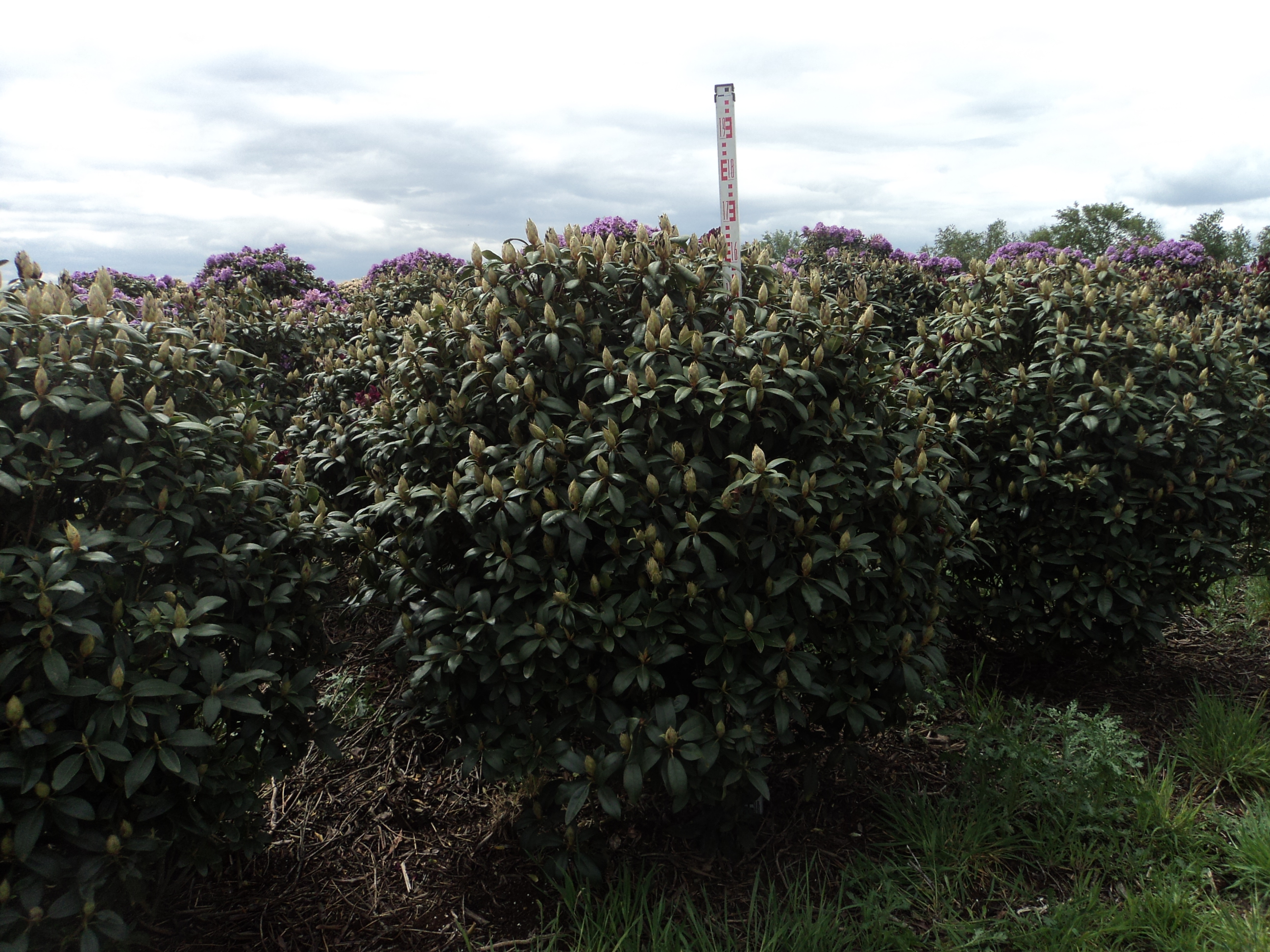 Marie Forte Rhododendron Image